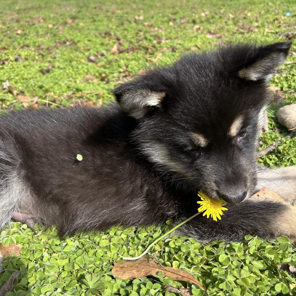 Enlarge Wolf Pup, an adopted mixed breed in Wilmington, NC image 2/5
