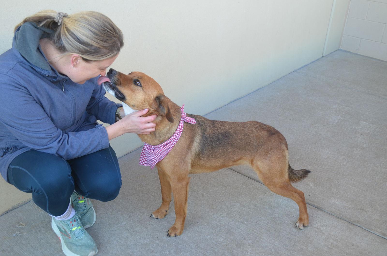 Enlarge Hershey, a Adopted German Shepherd Dog in McKinney, TX image 1/3
