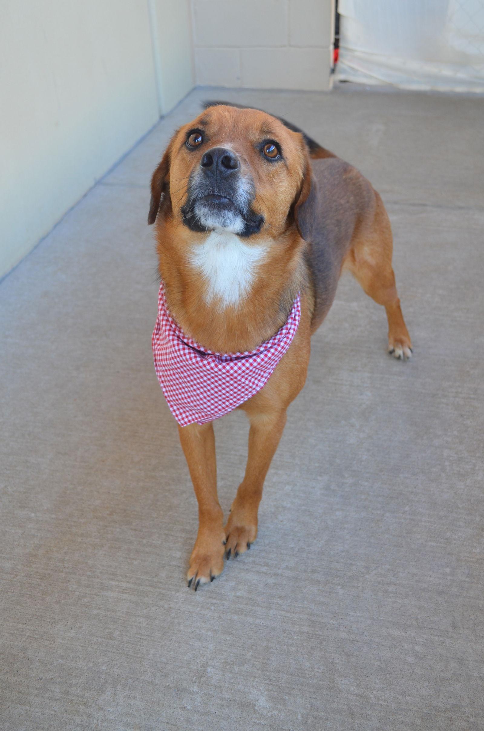 Enlarge Hershey, a Adopted German Shepherd Dog in McKinney, TX image 2/3