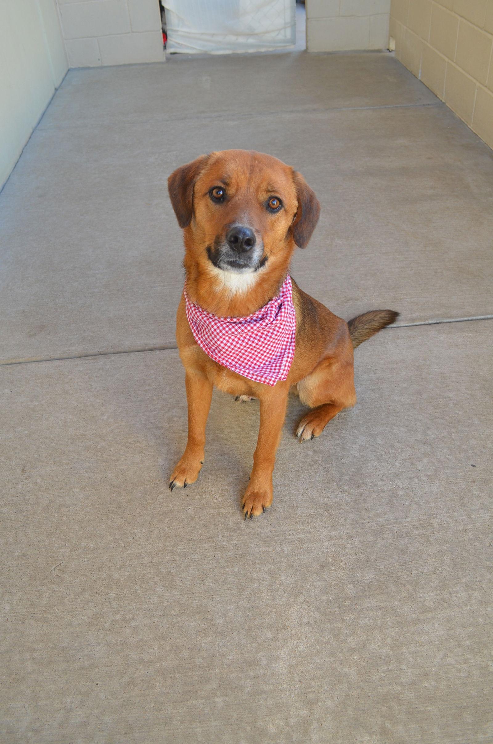Enlarge Hershey, a Adopted German Shepherd Dog in McKinney, TX image 3/3