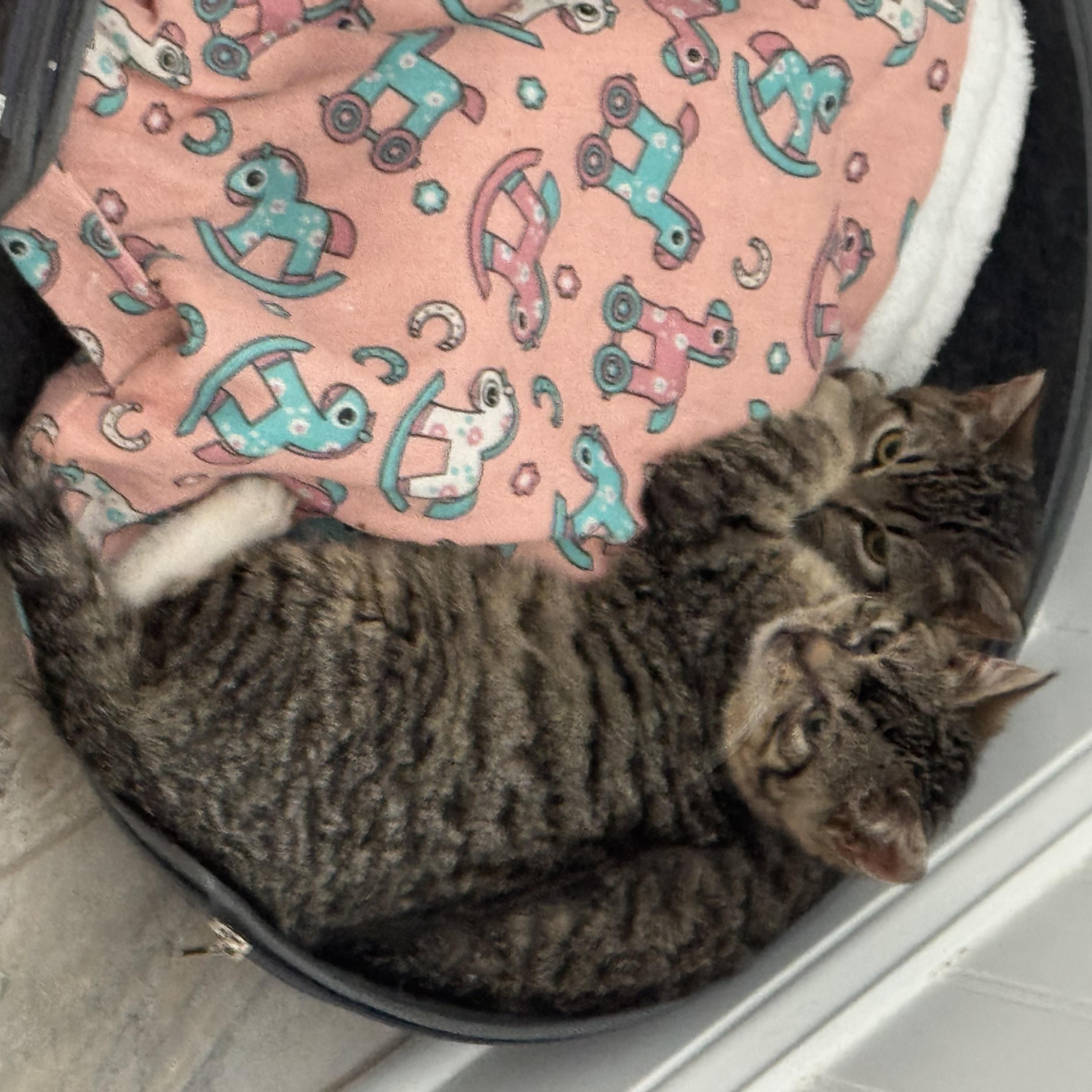 Enlarge Halo and Faith , a Adoptable Domestic Short Hair in Brick, NJ image 2/6