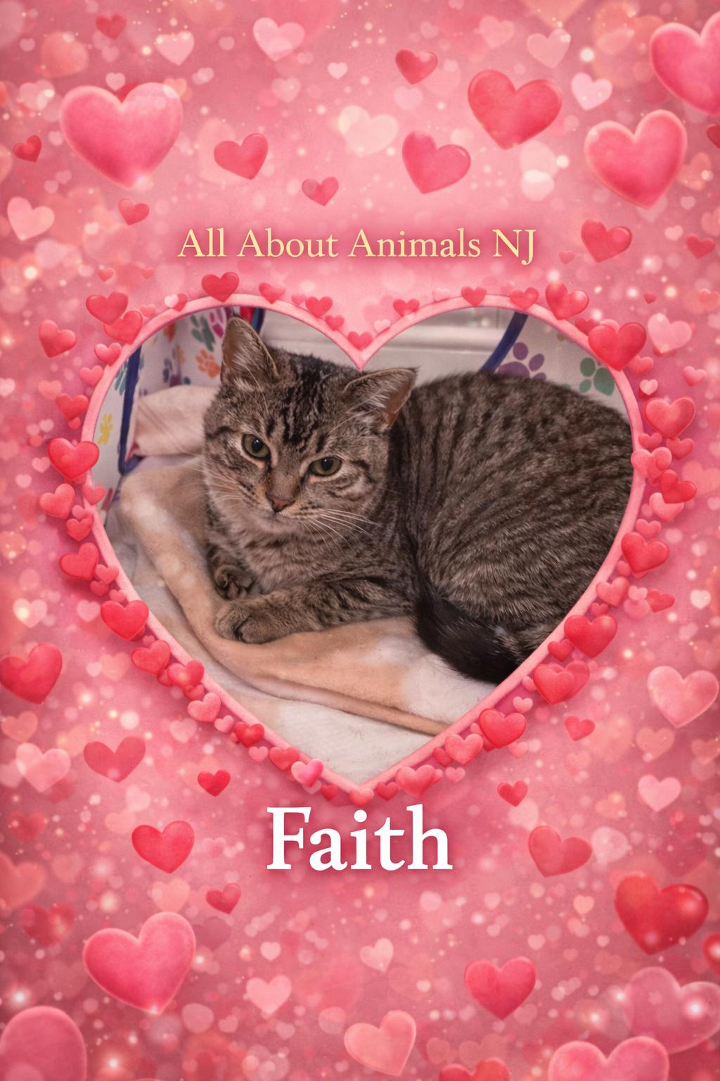Enlarge Halo and Faith , a Adoptable Domestic Short Hair in Brick, NJ image 6/6