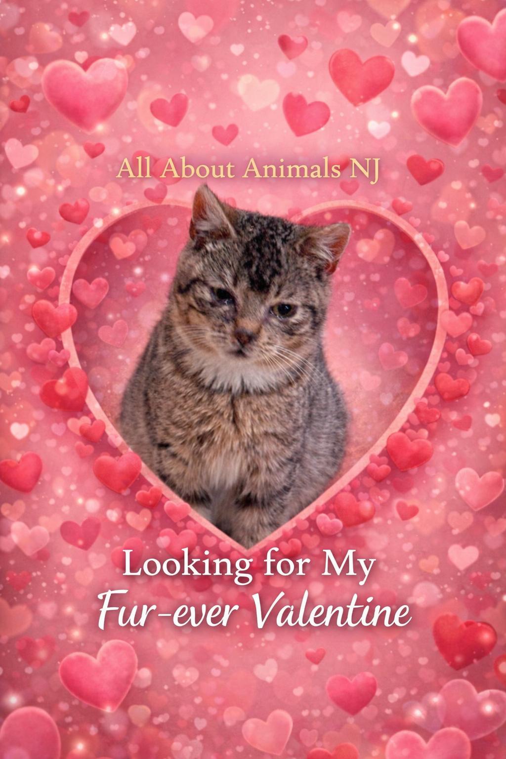 Enlarge Halo and Faith , a Adoptable Domestic Short Hair in Brick, NJ image 5/6