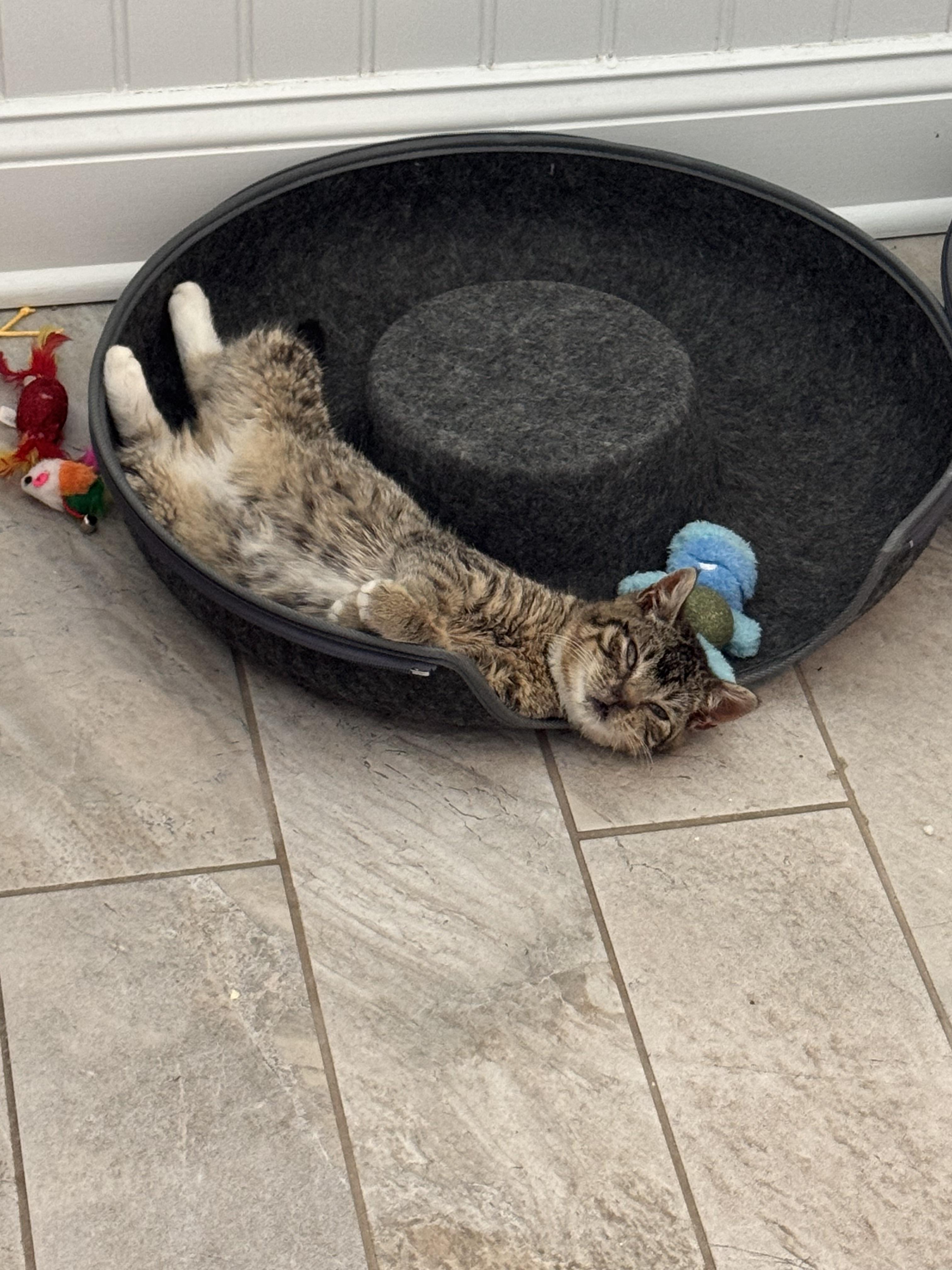 Enlarge Halo and Faith , a Adoptable Domestic Short Hair in Brick, NJ image 4/6