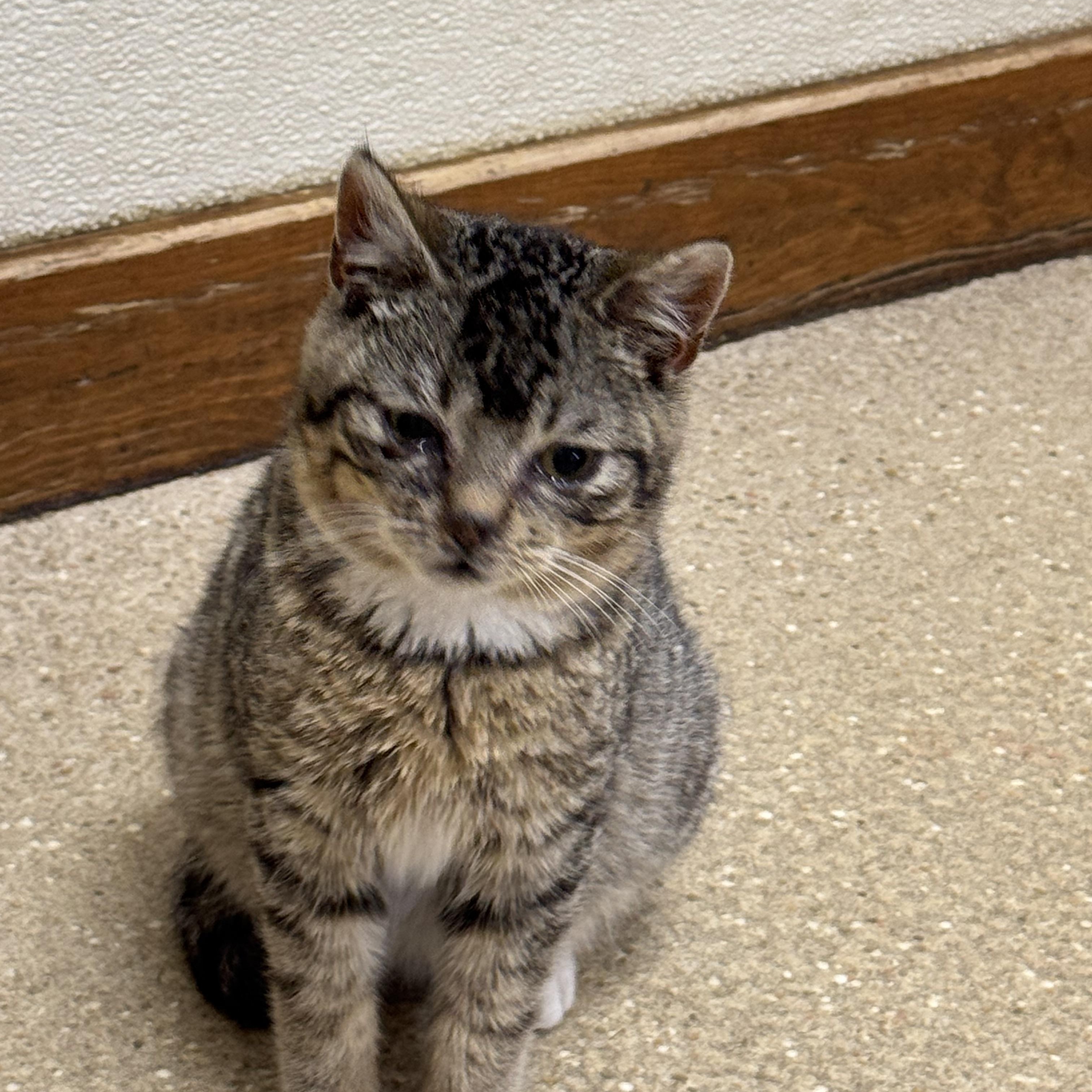 Enlarge Halo and Faith , a Adoptable Domestic Short Hair in Brick, NJ image 1/6