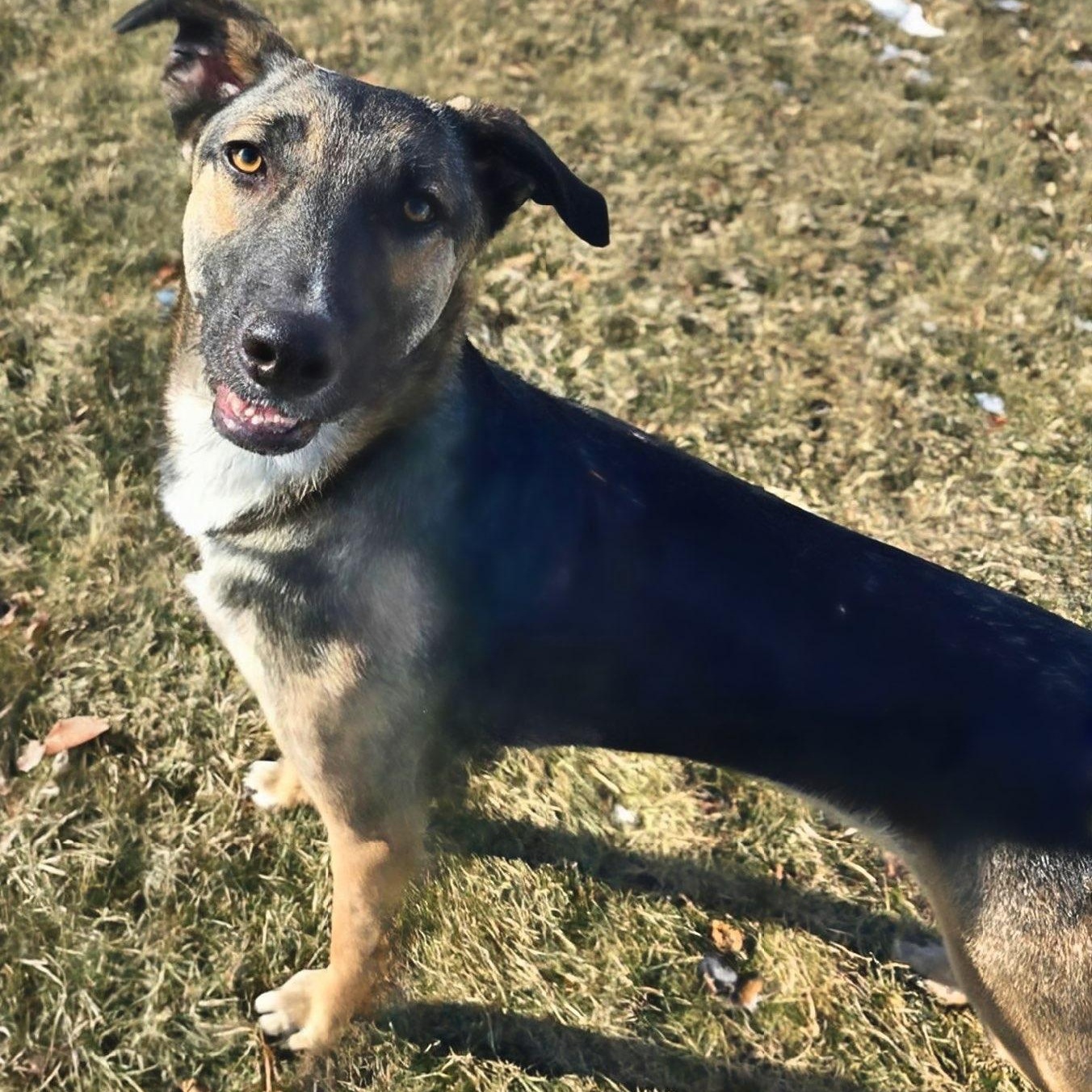 Enlarge Dajana, a Adoptable mixed breed in Joliet, IL image 2/3