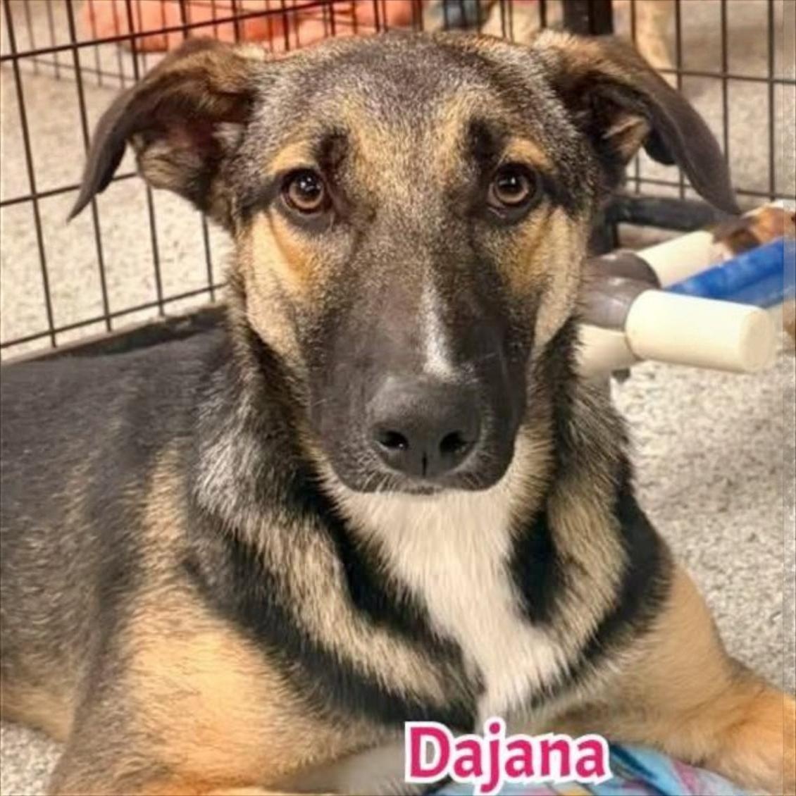 Dajana, Adoptable, Young Female Mixed Breed.