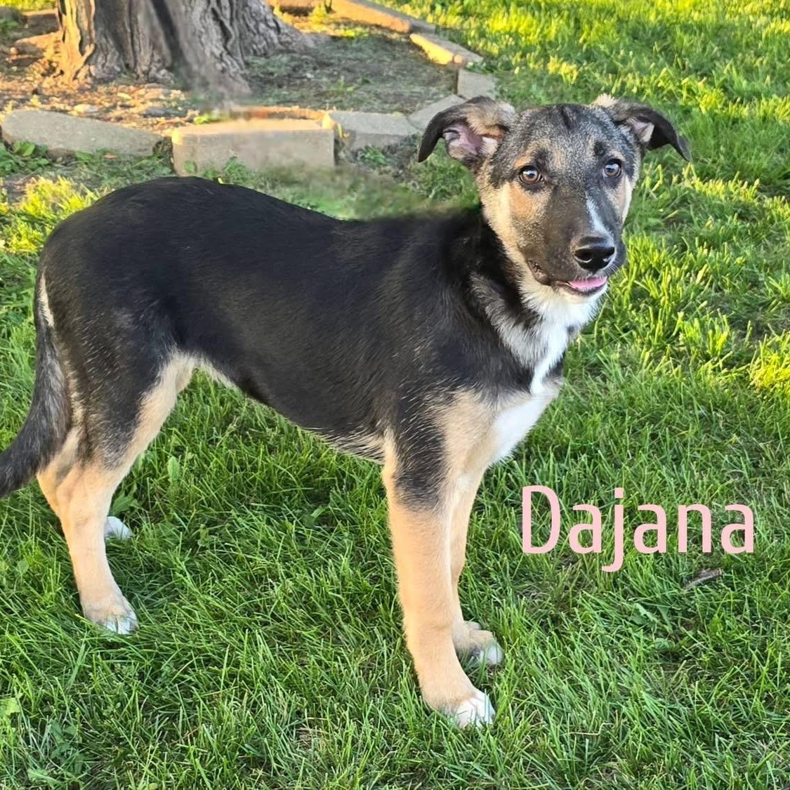Dajana, a Adoptable mixed breed in Joliet, IL image 3/3