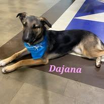Enlarge Dajana, a Adoptable mixed breed in Joliet, IL image 1/3