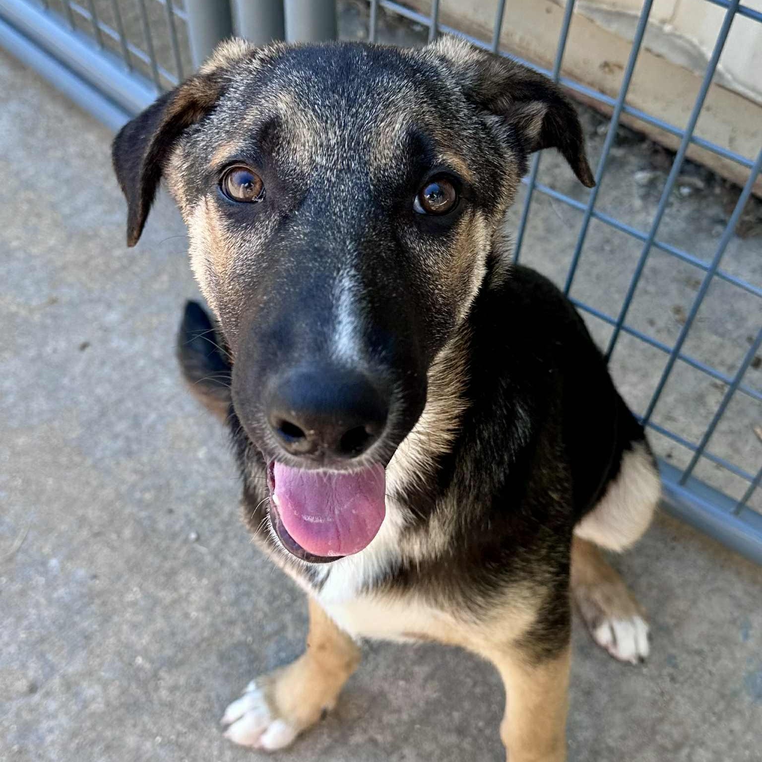 Dajana, a Adoptable mixed breed in Joliet, IL image 2/3