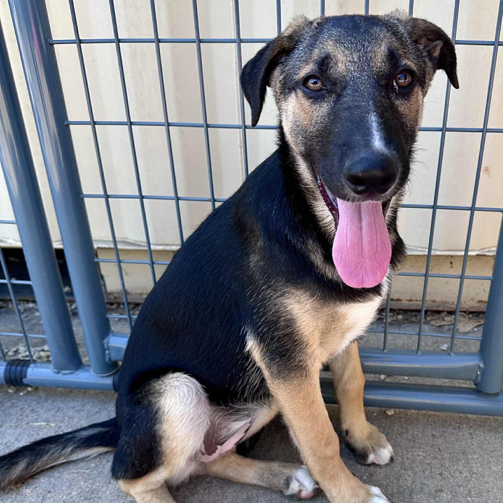 Dajana, Adoptable, Young Female Mixed Breed.