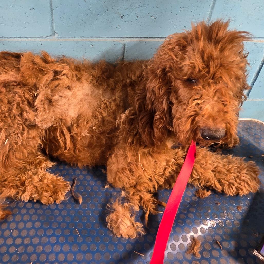Enlarge Duke, a Adoptable mixed breed in Goltry, OK image 1/6