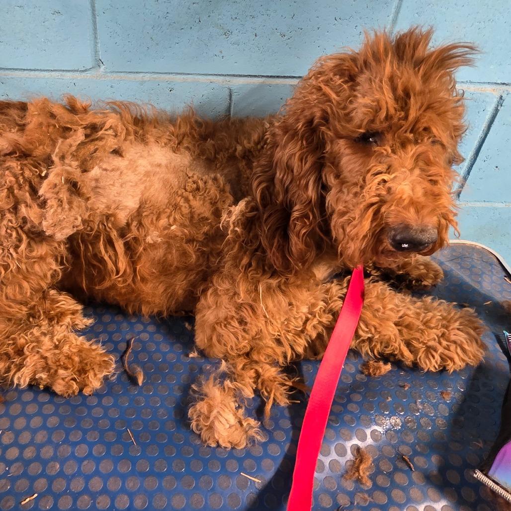 Enlarge Duke, a Adoptable mixed breed in Goltry, OK image 3/6
