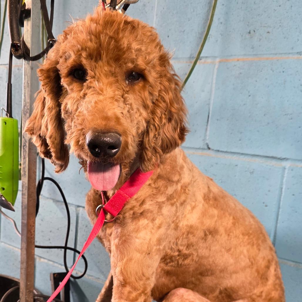 Enlarge Duke, a Adoptable mixed breed in Goltry, OK image 4/6