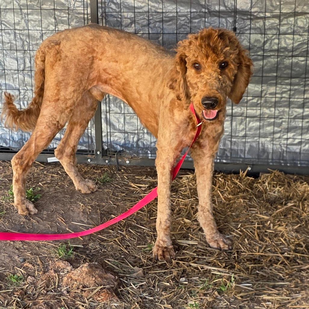 Enlarge Duke, a Adoptable mixed breed in Goltry, OK image 5/6