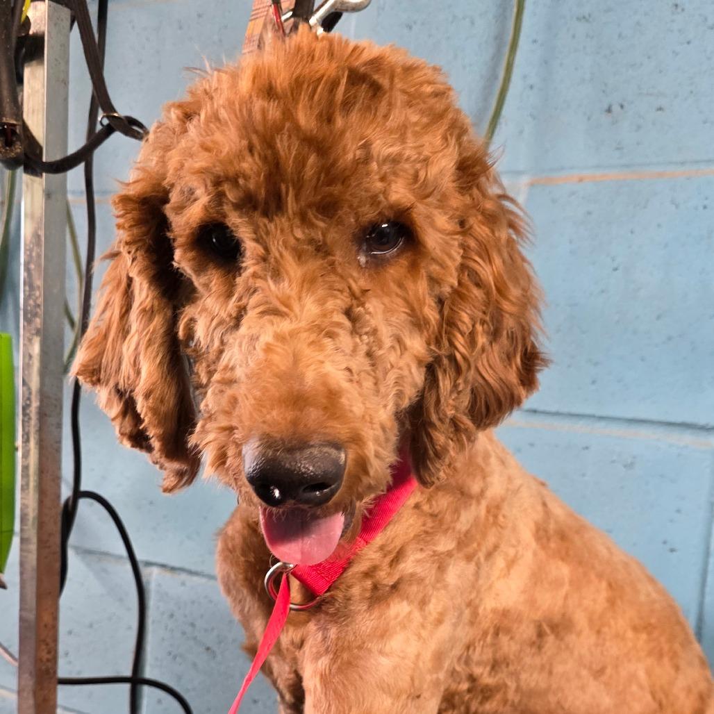 Enlarge Duke, a Adoptable mixed breed in Goltry, OK image 6/6
