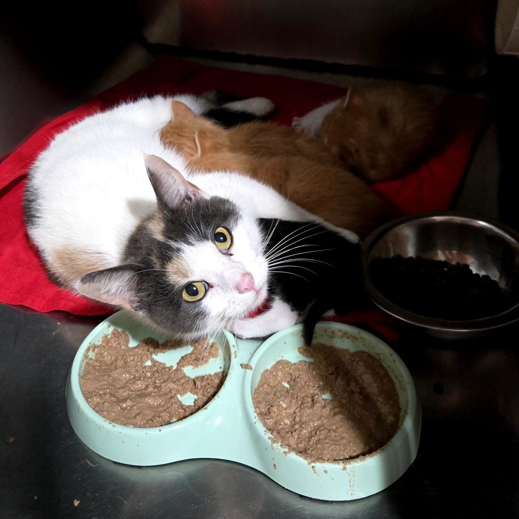 Lucinda, Adoptable, Adult Female Domestic Short Hair & Domestic Short Hair.