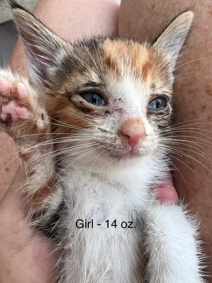 FOSTERS NEEDED FOR KITTENS!, Adoptable, Kitten Female Domestic Short Hair.