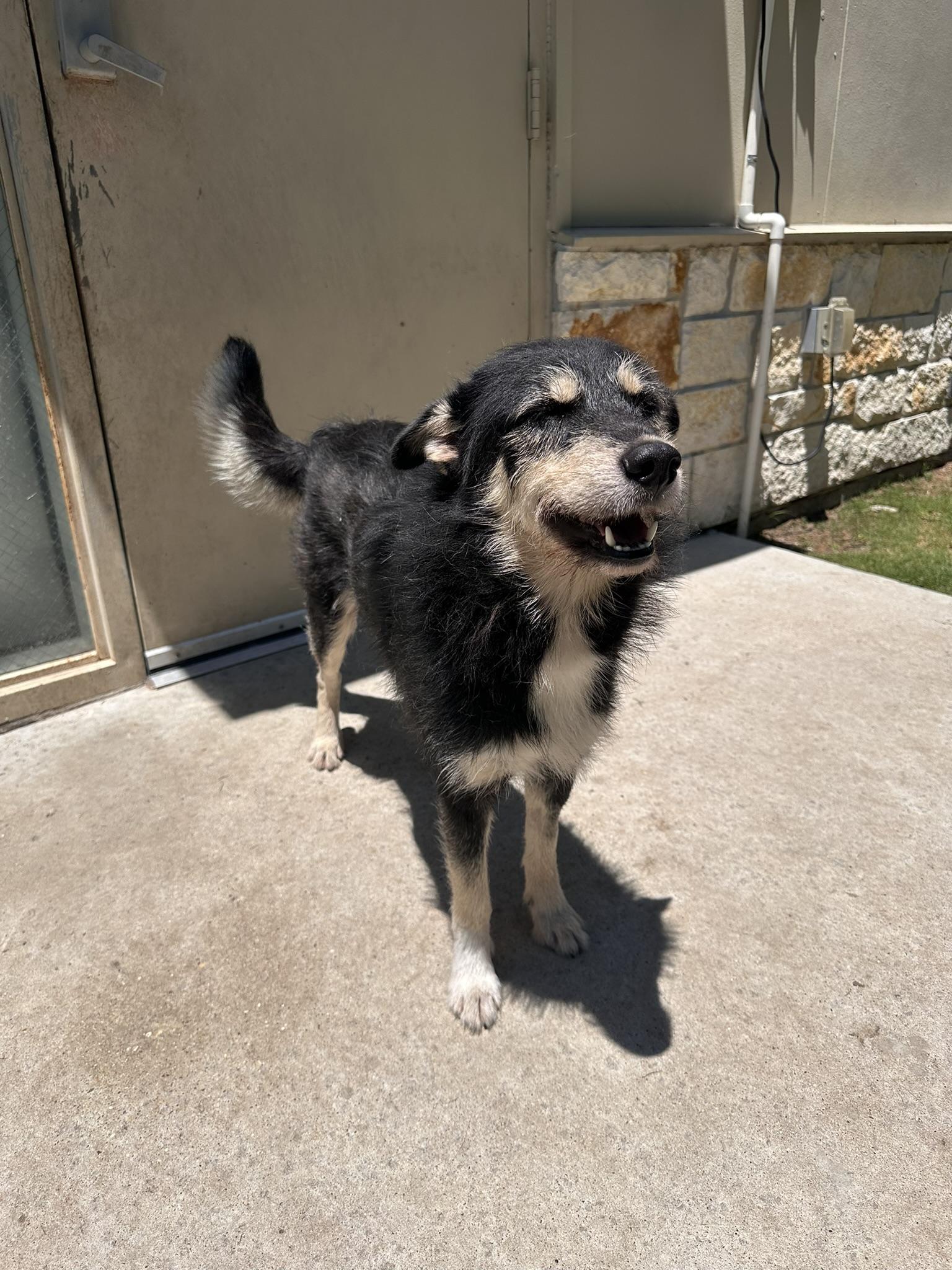 Enlarge Roy, a Adopted mixed breed in College Station, TX image 1/4