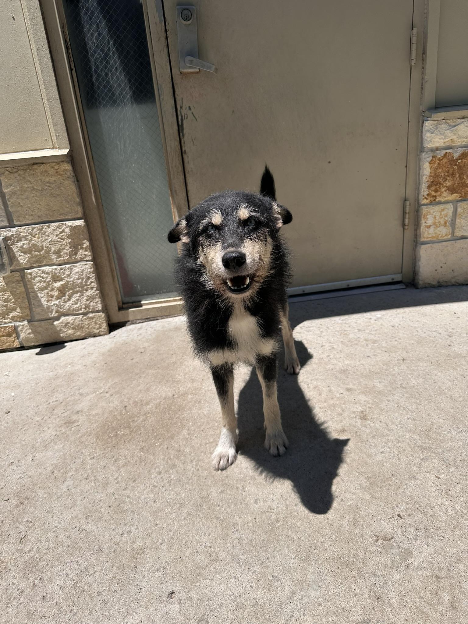 Enlarge Roy, a Adopted mixed breed in College Station, TX image 2/4