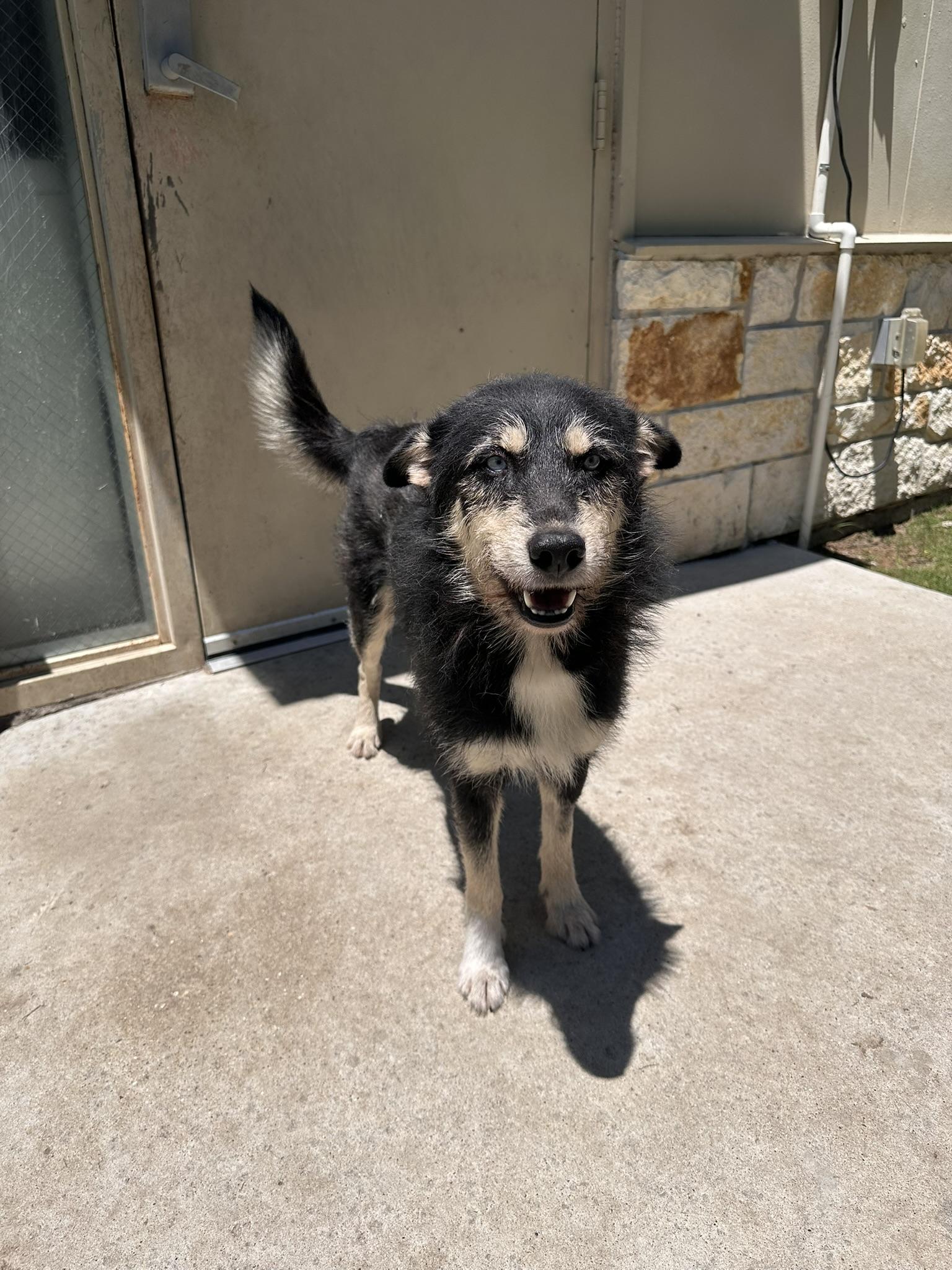 Enlarge Roy, a Adopted mixed breed in College Station, TX image 3/4