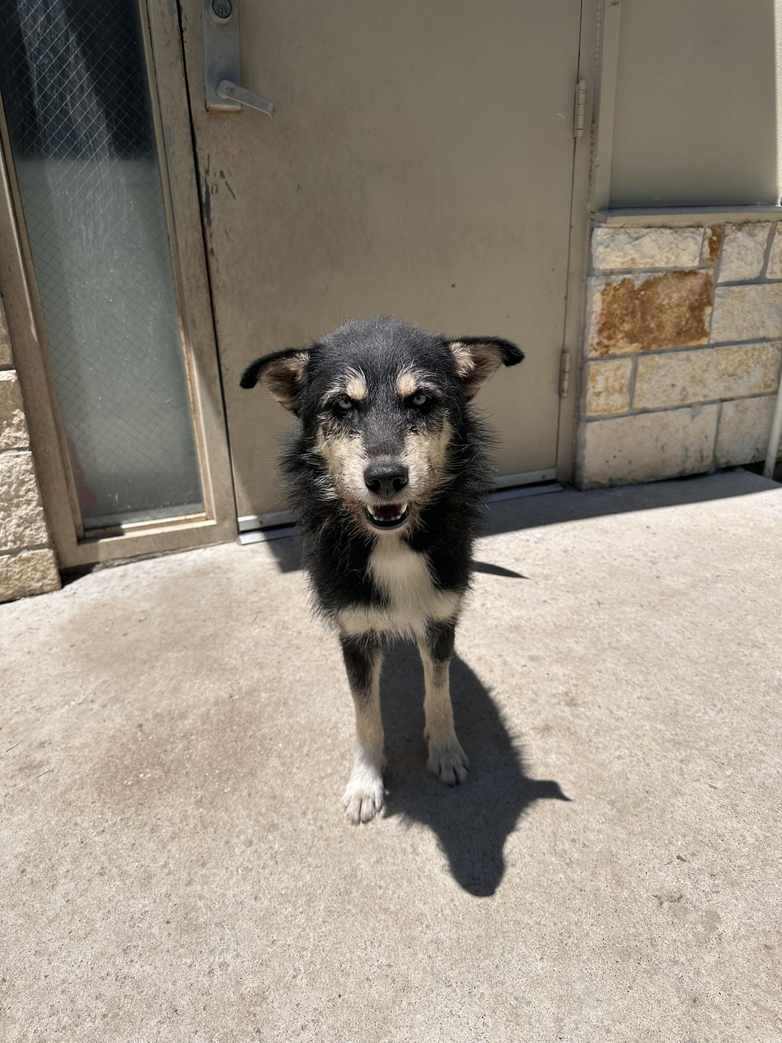 Enlarge Roy, a Adopted mixed breed in College Station, TX image 4/4