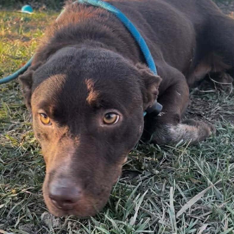 Cocoa Bean thumbnail 2