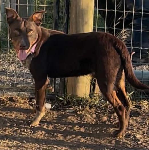 Cocoa Bean thumbnail 3