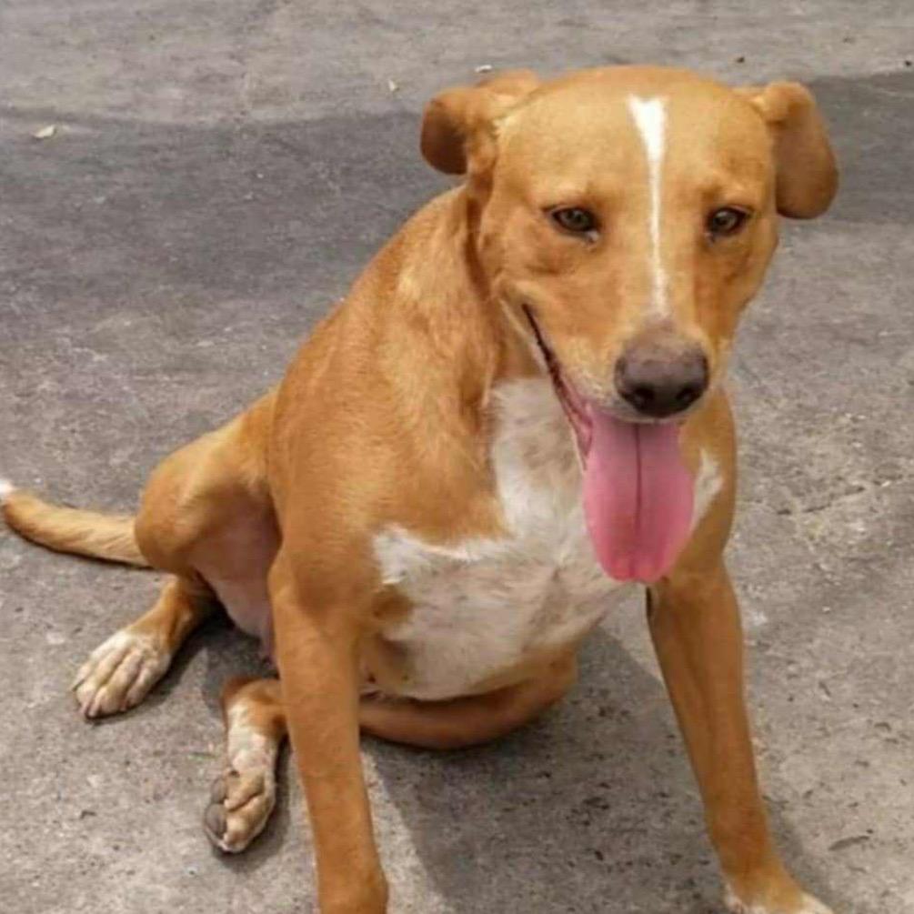 Josefina, Adoptable, Adult Female Rhodesian Ridgeback & None.