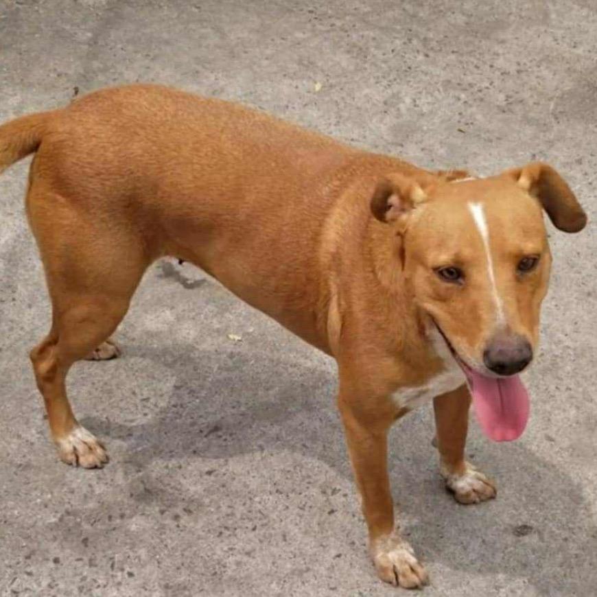 Enlarge Josefina, a Adoptable Rhodesian Ridgeback in San Diego, CA image 2/4