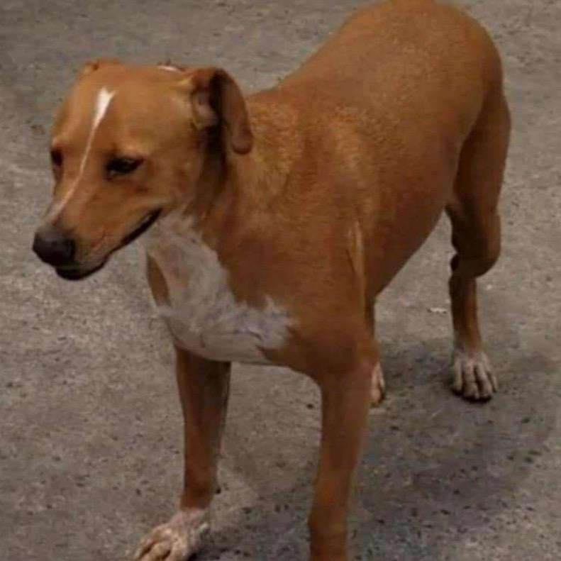 Enlarge Josefina, a Adoptable Rhodesian Ridgeback in San Diego, CA image 3/4