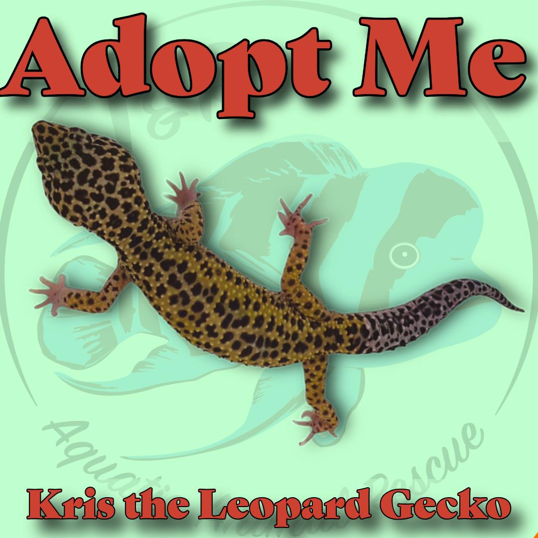 Kris the Leopard Gecko, ADOPTABLE, Adult Unknown Gecko.