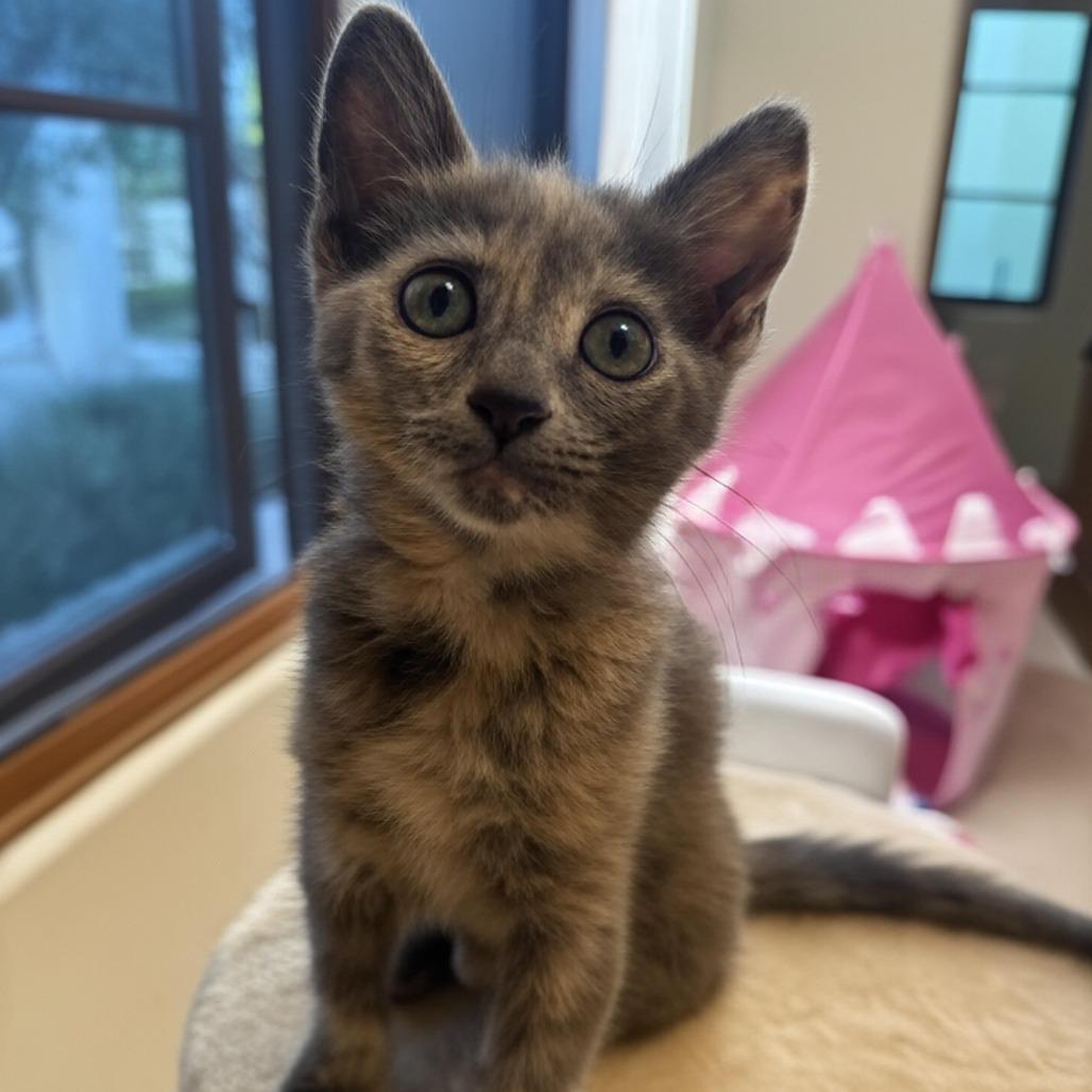 Lucia, a Adoptable Domestic Short Hair in Escondido, CA image 1/6