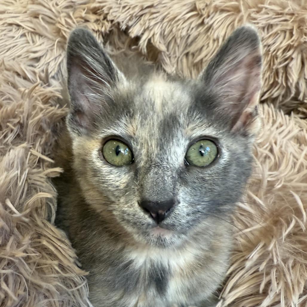 Lucia, a Adoptable Domestic Short Hair in Escondido, CA image 2/6