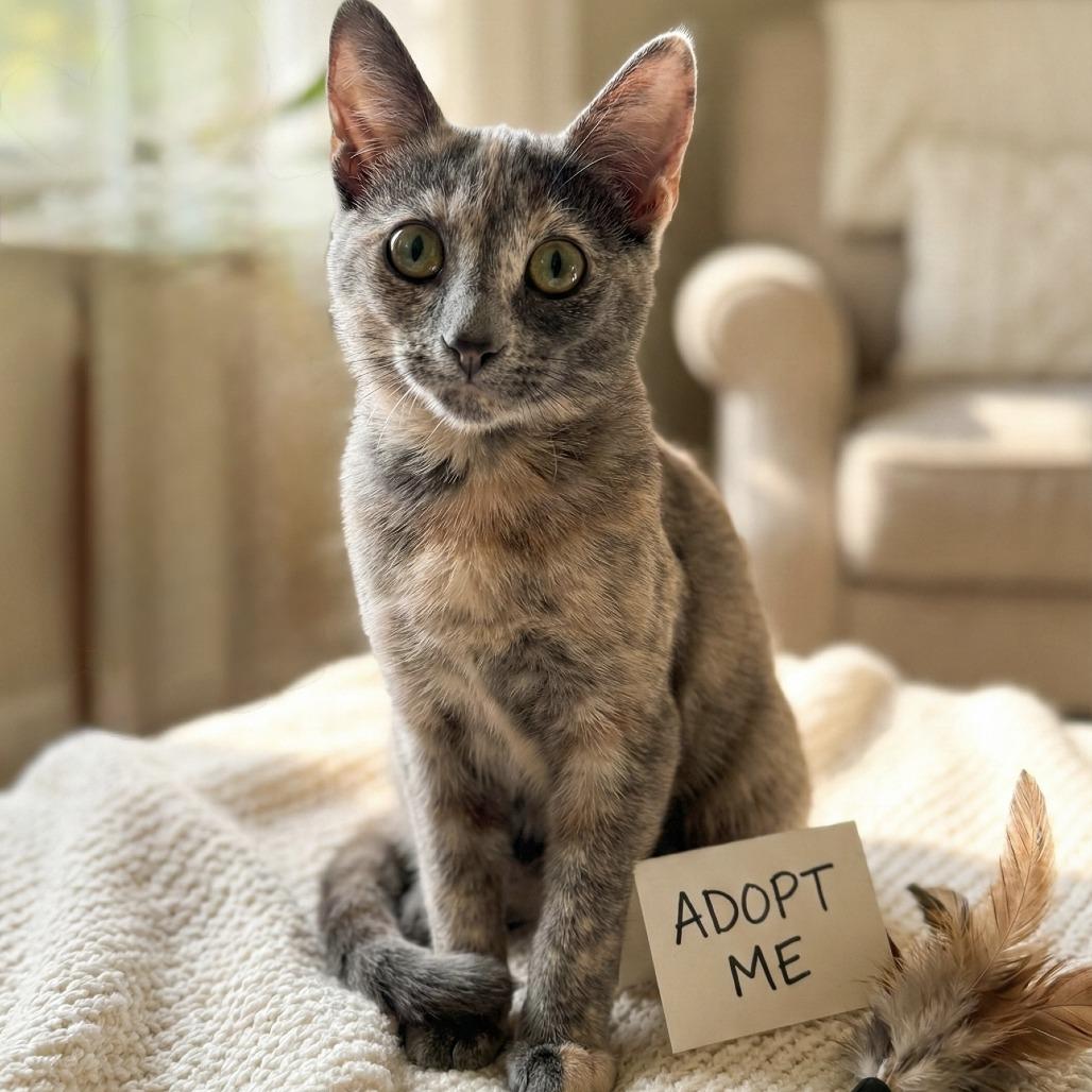 Lucia, a Adoptable Domestic Short Hair in Escondido, CA image 3/6