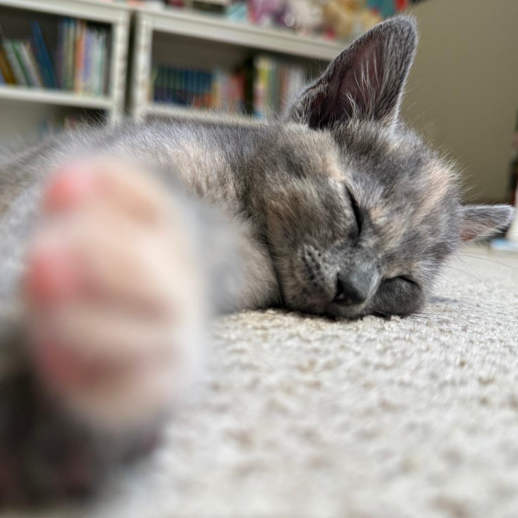 Lucia, a Adoptable Domestic Short Hair in Escondido, CA image 4/6