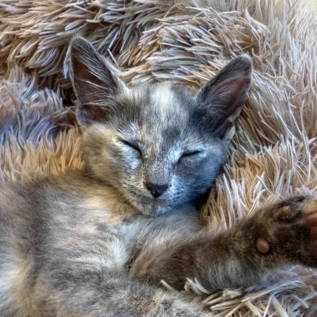 Lucia, a Adoptable Domestic Short Hair in Escondido, CA image 6/6