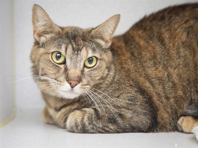 PEPPER, Adoptable, Adult Female Domestic Short Hair.