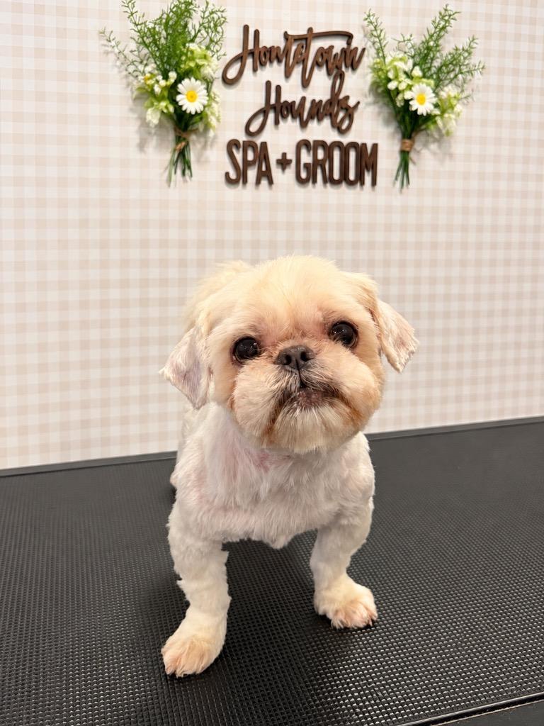 Creed, Adopted, Senior Male Shih Tzu.