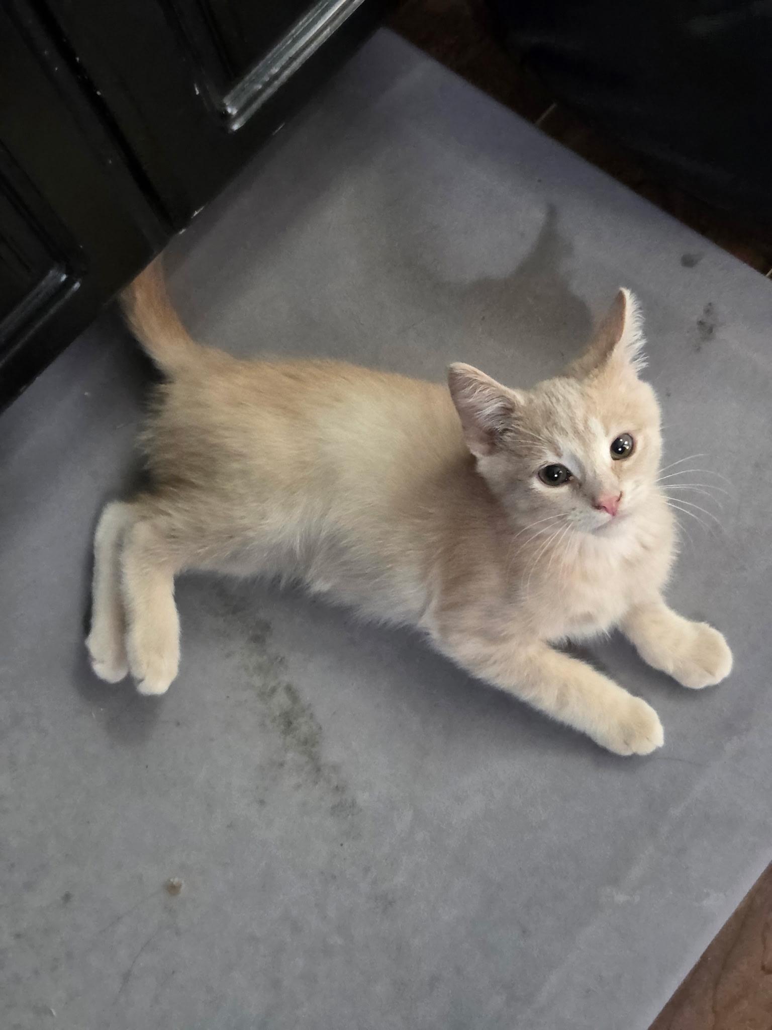 Bailiff, Adopted, Young Male Domestic Short Hair.