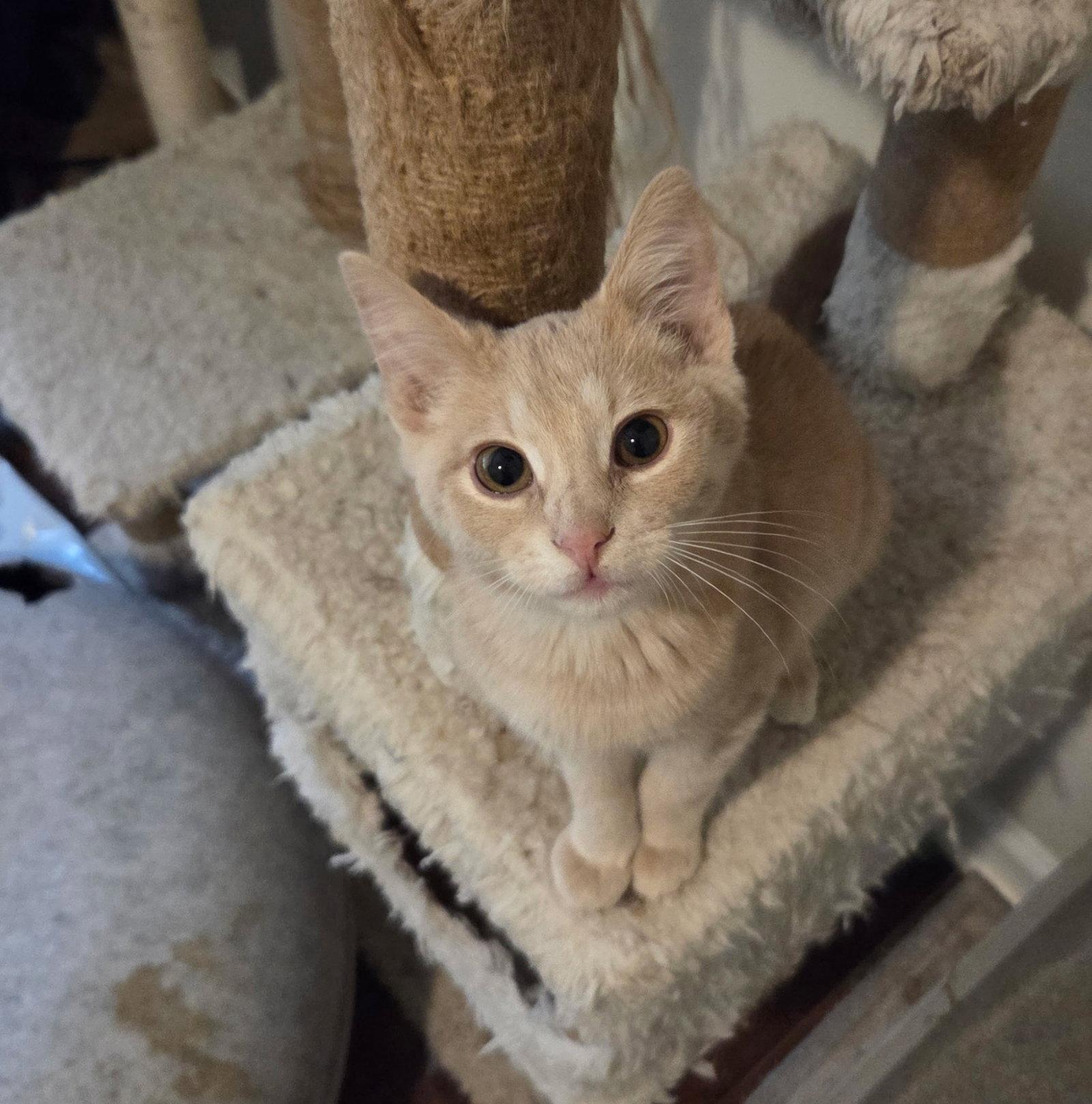 Enlarge Bailiff, a Adopted Domestic Short Hair in Camden, SC image 2/3