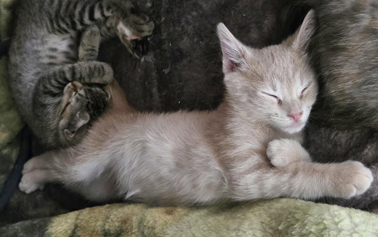 Enlarge Bailiff, a Adopted Domestic Short Hair in Camden, SC image 3/3