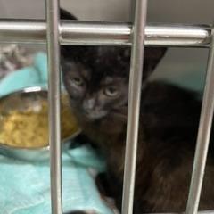 Spook, Adoptable, Kitten Female Domestic Short Hair.