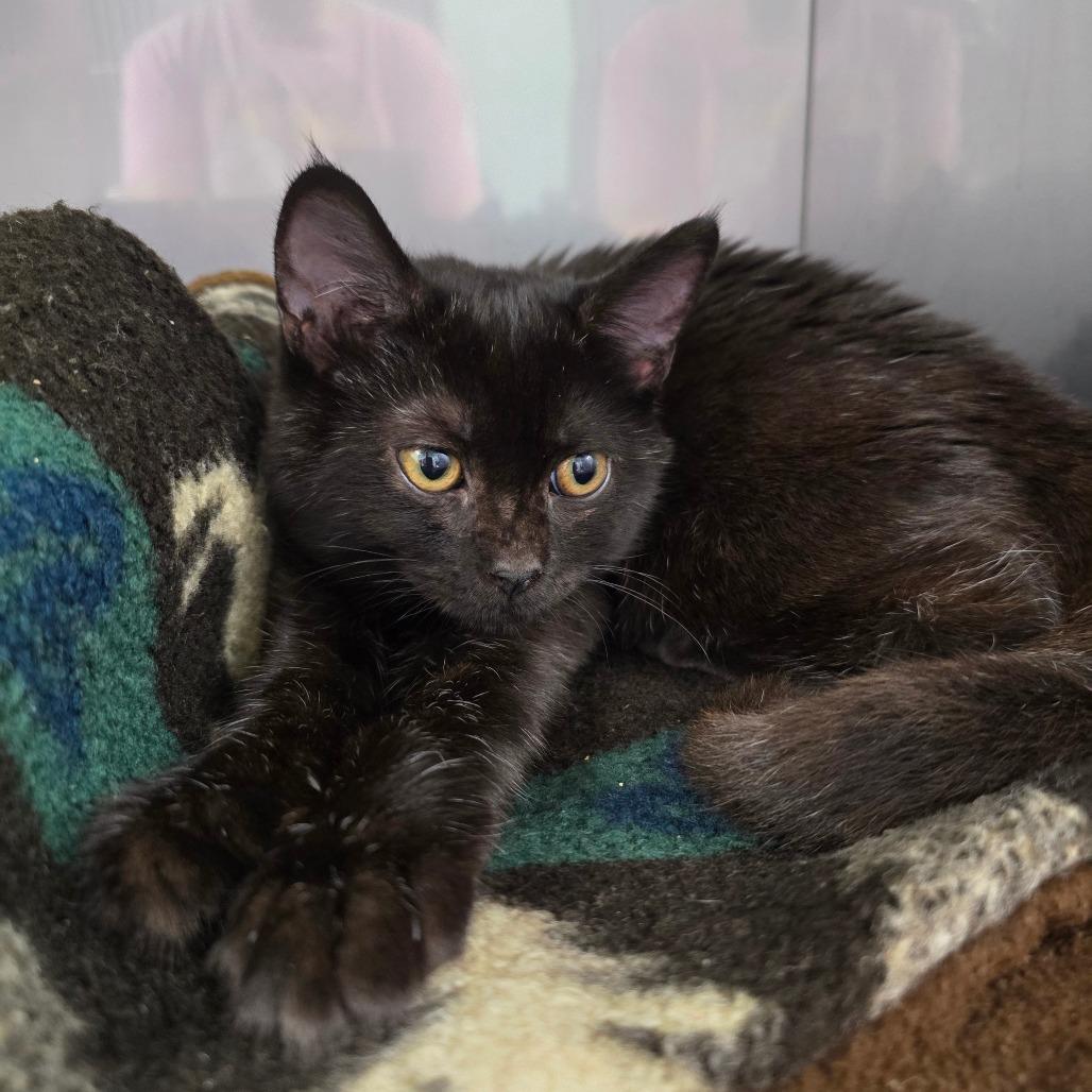 Enlarge Spook, a Adoptable Domestic Short Hair in Marble, NC image 2/2