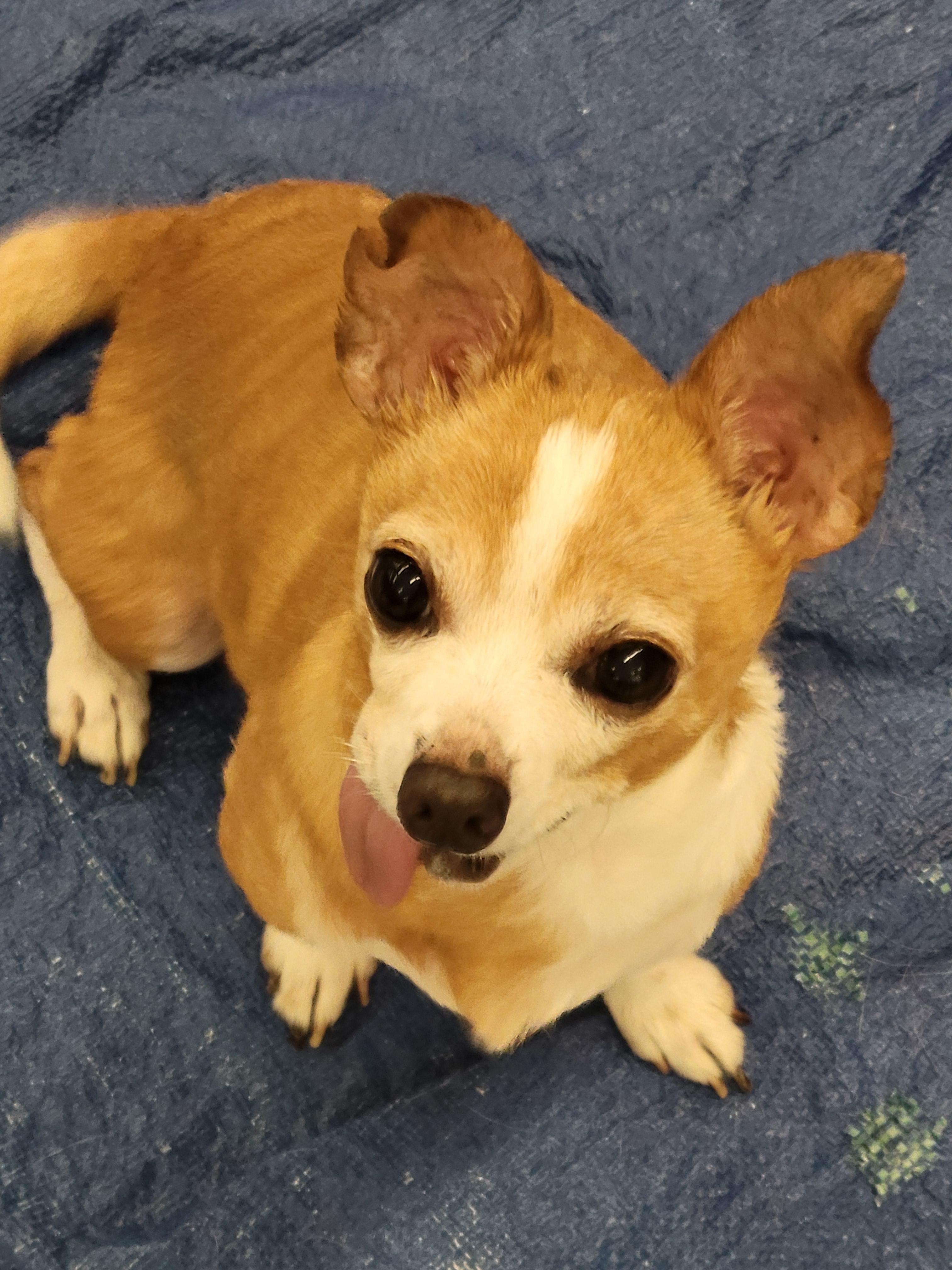 Theo, ADOPTABLE, Senior Male Chihuahua.