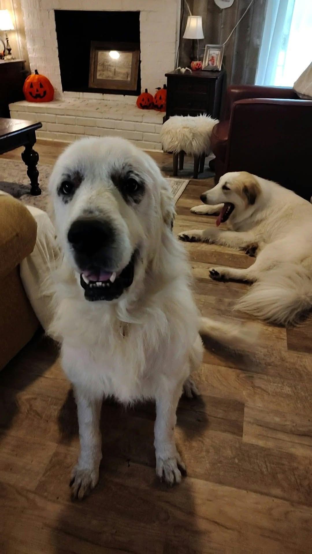 Biggs, Adoptable, Adult Male Great Pyrenees.