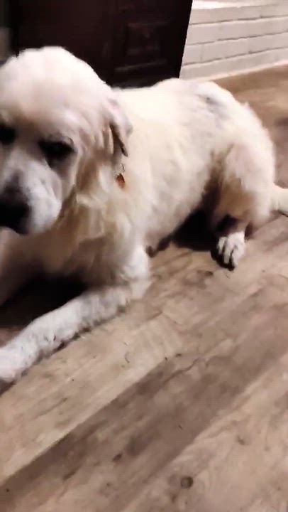 Enlarge Biggs, a Adoptable mixed breed in Wando, SC video 4/5