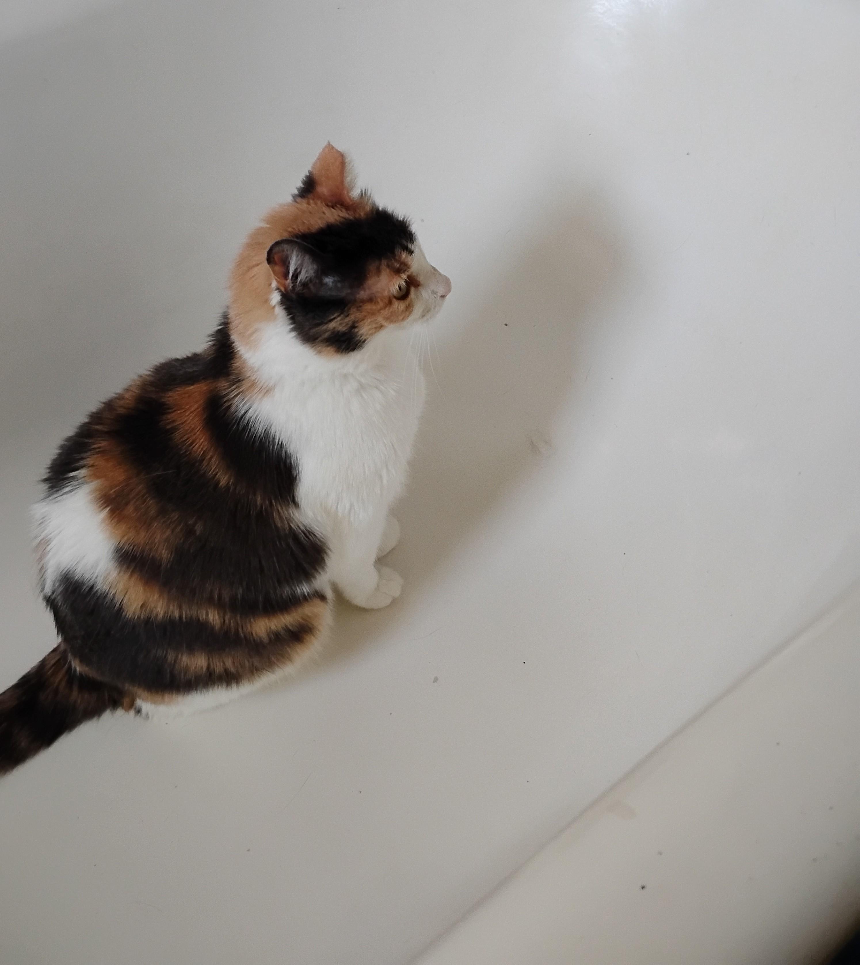 Enlarge Chablis, a Adoptable Calico in Woodland, CA image 5/5