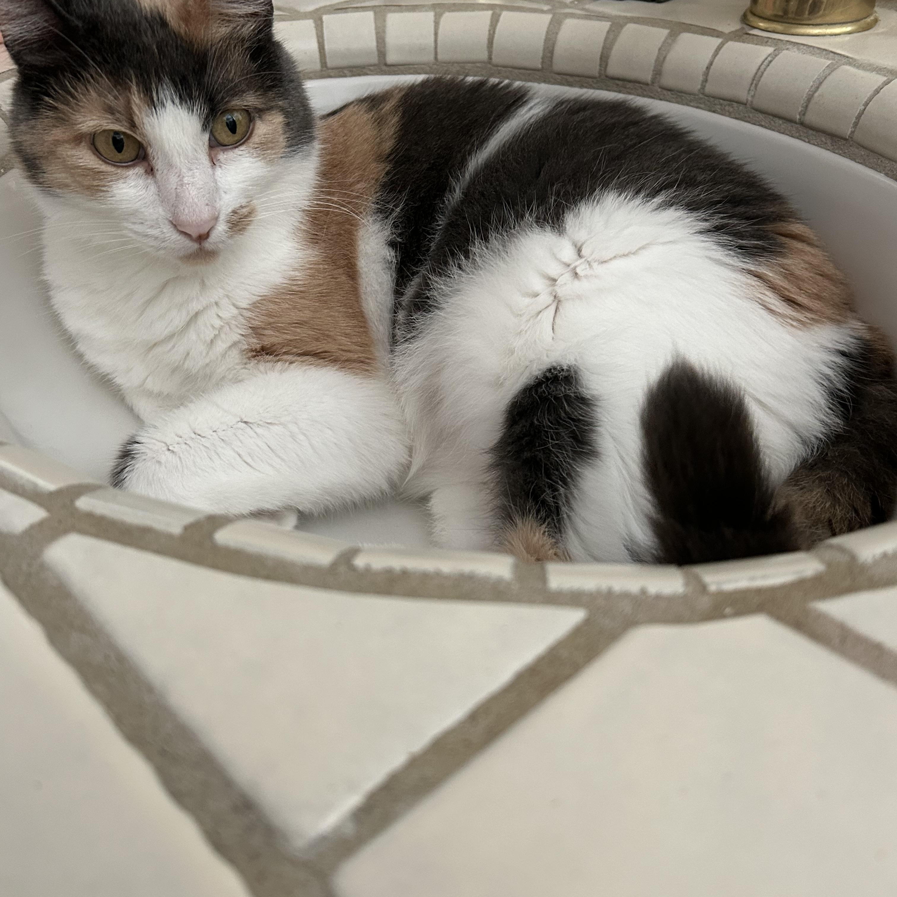 Enlarge Chablis, a ADOPTABLE Calico in Woodland, CA image 2/6