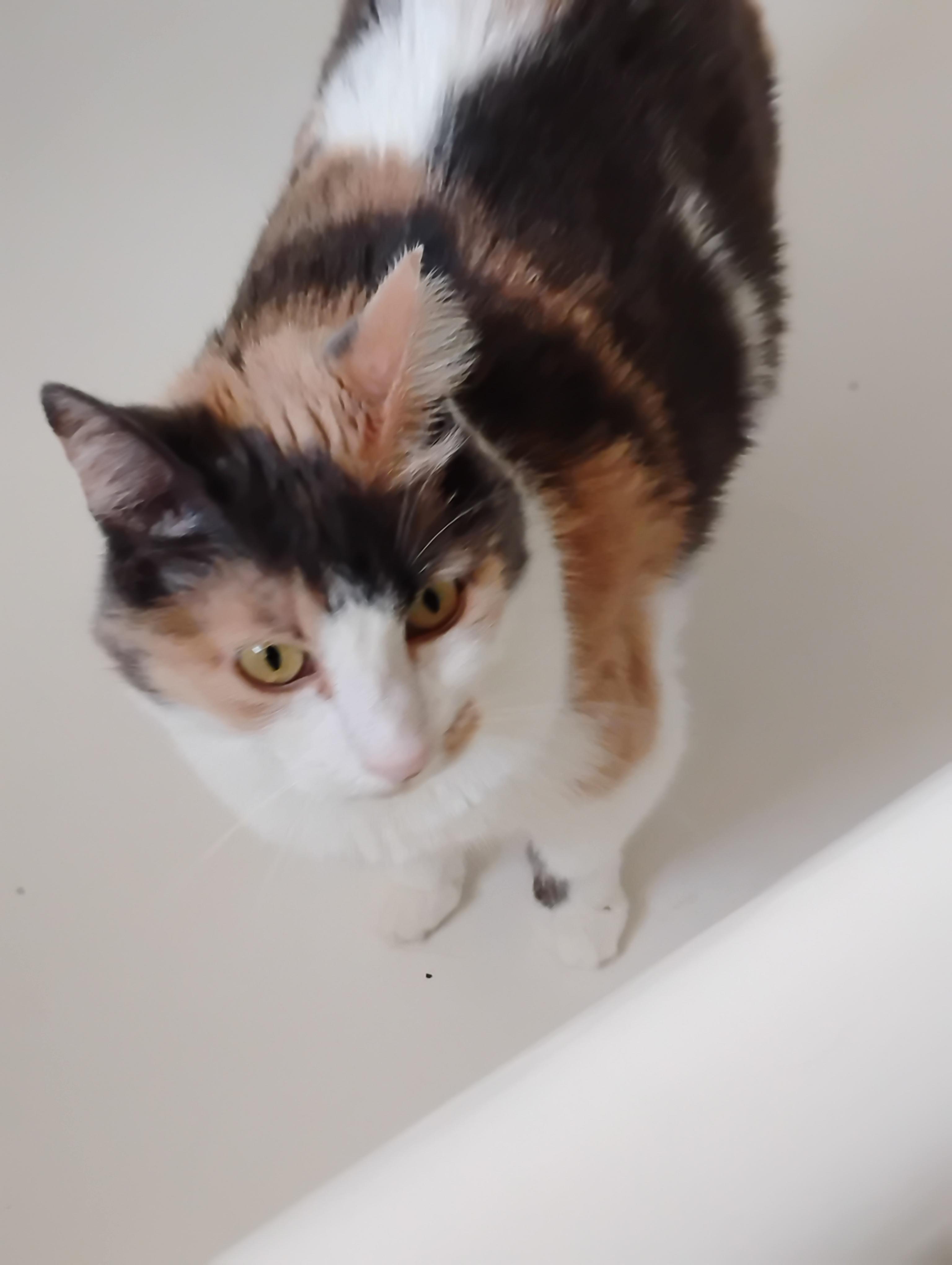 Enlarge Chablis, a Adoptable Calico in Woodland, CA image 4/5